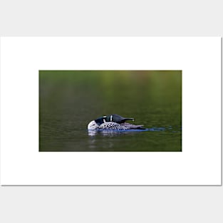 Common loon stretch Posters and Art